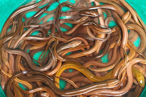 Poisson asiatique thaïlandais anguille ou poisson serpent comme des vers vente au marché de rue en Thaïlande pour la nourriture . — Photo