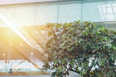 Eko Yapı veya yeşil office ağaç bitki ve bahçe şehir kavramı.