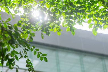 Eko Yapı veya yeşil office ağaç bitki ve bahçe şehir kavramı.