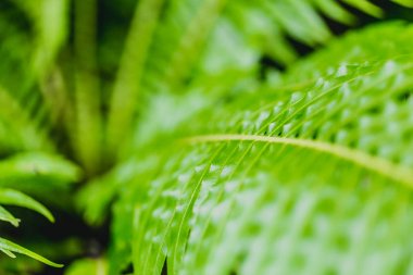Yeşil Fern yağmur ormanı arka plan kavramı. Fujer exaltata (kılıç Fern)