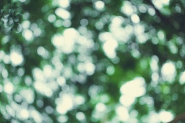 yeşil ağaç doğa yaz bokeh arka plan vintage renk tonu bulanıklık.