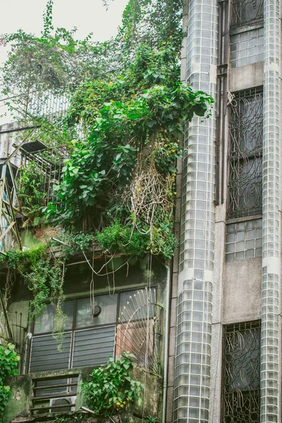 Old apartment building with vine green tree plant grow in the city. — Stock Photo, Image