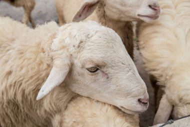 Çiftlik closeup baş beyaz koyun