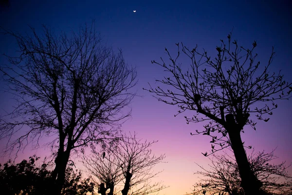 Twilight sky fall season with silhouette dried tree — Stock Photo, Image