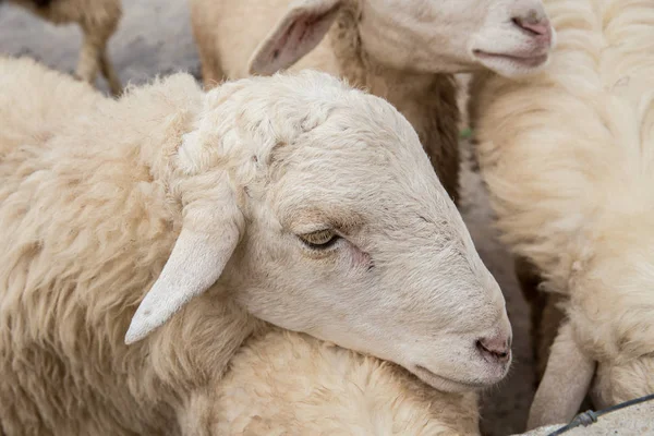 Çiftlik closeup baş beyaz koyun