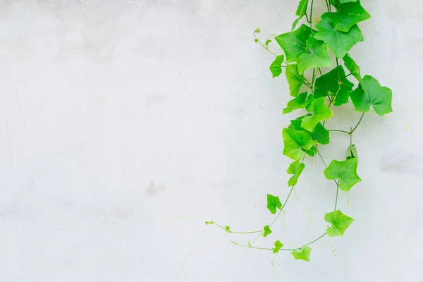 Ivy Gourd en la pared de hormigón gris. naturaleza verde vid fondo con espacio para el texto —  Fotos de Stock