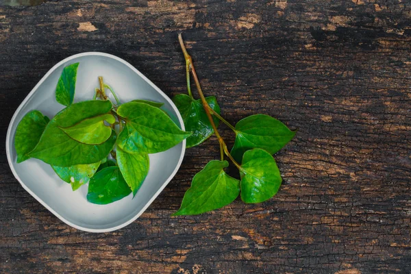 鱼腥草鱼腥草鱼植物或 Plu Kaow 蔬菜与鱼味草药亚洲健康食物 — 图库照片