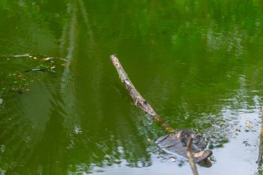 Yeşil su su birikintisi tropikal göl, bataklık alga ekolojisi.