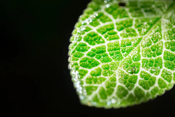 Primer plano hoja verde micro textura aislada en negro. ciencia de la naturaleza vida vegetal . —  Fotos de Stock