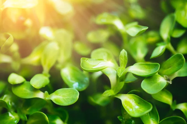 Girasole verde pianta germogliare cibo sano cresciuto con la luce del sole — Foto Stock