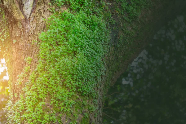 木熱帯雨林濡れて水分を植物の輝き — ストック写真