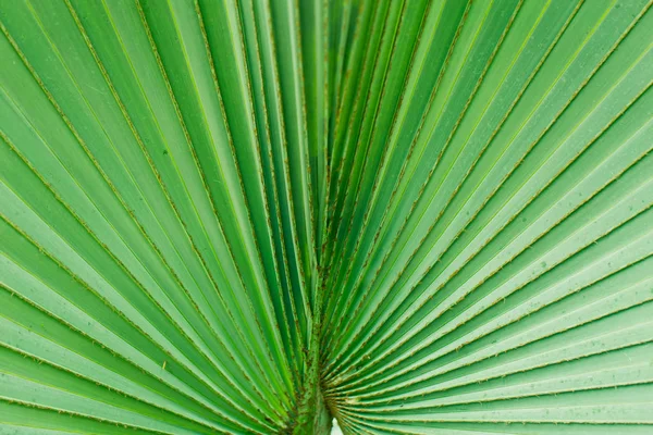 Palma folhas textura padrão verde natureza fundo — Fotografia de Stock