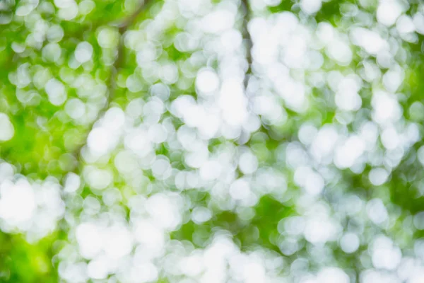 Verschwimmen grüne Bokeh Natur abstrakten Hintergrund — Stockfoto