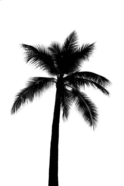 Cocotero o silueta de palmera negro sobre blanco —  Fotos de Stock