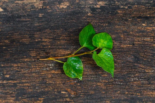 Houttuynia Cordata balık bitki veya Plu Kaow sebze balık kokusu ot Asya sağlıklı gıda ile