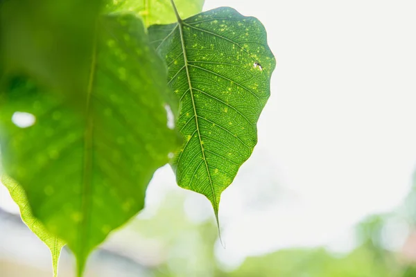 부처님 포 리프 Bothi 잎 또는 Bho 태국 사원에서 잎의 녹색 잎 — 스톡 사진