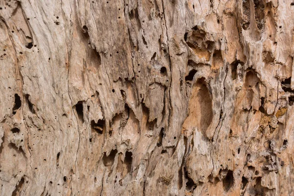 Madeira árvore decadência de danos de cupins natureza textura fundo — Fotografia de Stock