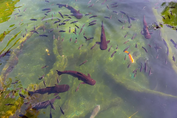 Peces negros en el agua — Foto de Stock