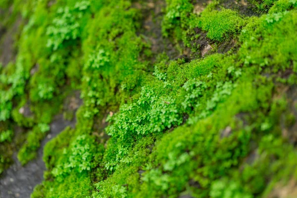 Groene mos op natte rots — Stockfoto