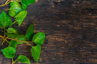 Houttuynia Cordata balık bitki veya Plu Kaow sebze balık kokusu ot Asya sağlıklı gıda ile