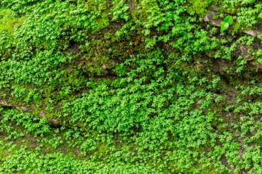 yağmur ormanlarında nem ile ıslak taş yeşil yosun