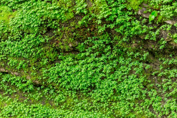 yağmur ormanlarında nem ile ıslak taş yeşil yosun