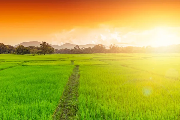 Grüne Reisfelder im Norden ländlicher Raum Landschaft in Thailand — Stockfoto