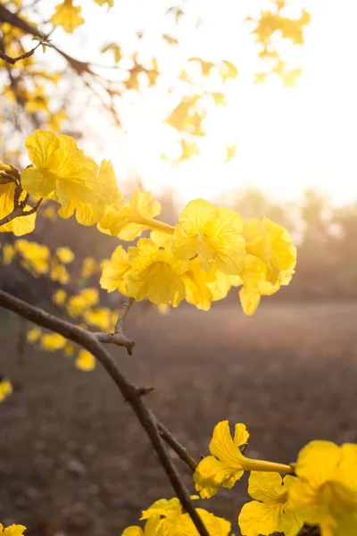 Árbol Dorado de Tabebuia flor amarilla en el plano vertical moning — Foto de Stock