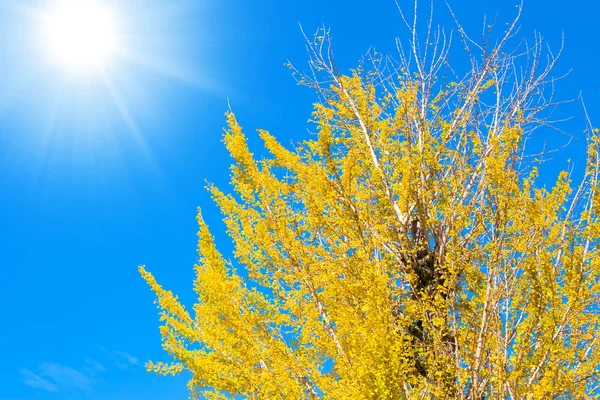 Árbol amarillo Ginko con cielo azul en Japón . — Foto de Stock