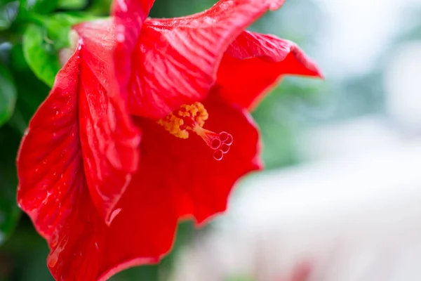 Red Hibiscus flower closeup macro with detail of flower pollen — Stock Photo, Image