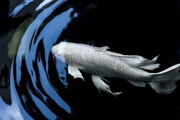 Butterfly koi fish white platinum color in pond — Stok Foto