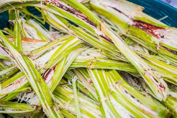 Sugar cane for recycling energy Sugarcane bagasse reuse for nature fiber paper and biofuel recycle fuel ferment materials — Stock Photo, Image