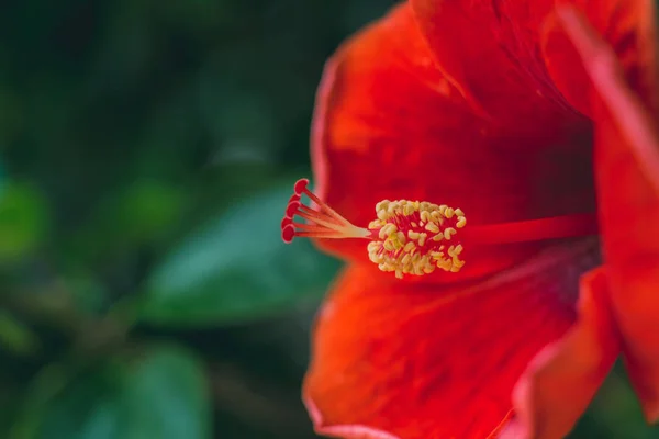 Chiudi Red Hibiscus Flower — Foto Stock