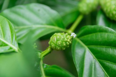 Noni veya büyük morinda yeşil Asya bitkisel bitkiler.