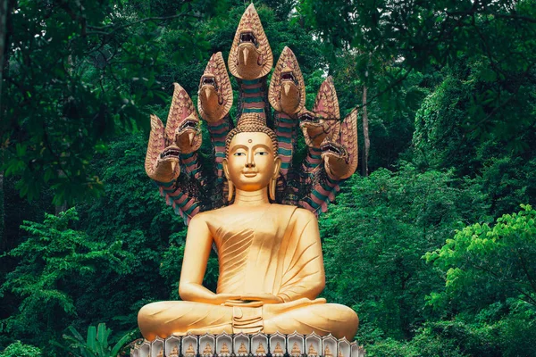 亚洲泰国金佛坐在一起在森林里 Naka 蛇 — 图库照片
