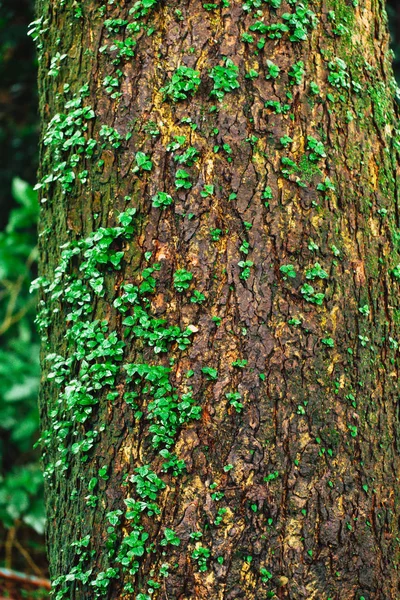 나무 숲 비 젖은 수 분 환경 및 자연 생태계에 공장 노 — 스톡 사진