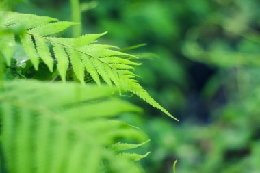 yağmur ormanı yeşil closeup fern yaprak uç taze doğa arka plan