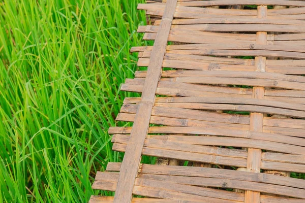 Bambu ahşap ile yeşil Yasemin pirinç alan doğa arka planı için