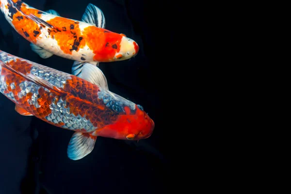 Peixe koi com composição efeito pintura com espaço para texto — Fotografia de Stock