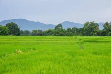 manzara yeşil pirinç alan içinde kırsal Tayland ve dağ manzaralı