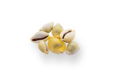 Money cowry sea shell isolated on white with clipping path clipart