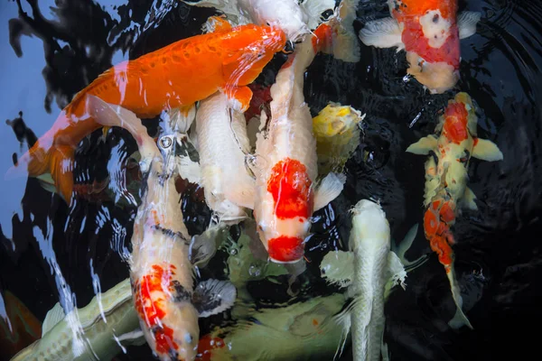 Caranguejo ou peixe koi na piscina de água — Fotografia de Stock