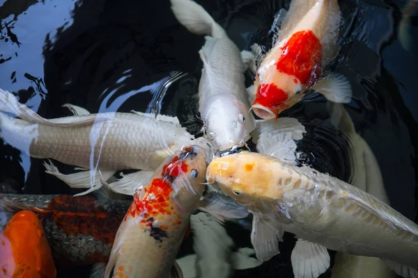 Kelompok ikan mas mewah berwarna-warni atau ikan koi di kolam — Stok Foto