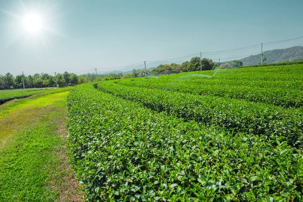 Campo de agricultura de plantas de té verde en Chiangrai norte de Tailandia — Foto de Stock