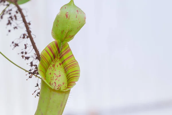 Closeup carnivorous animal eat plant. Tropical pitcher plants and monkey cups — Stock Photo, Image