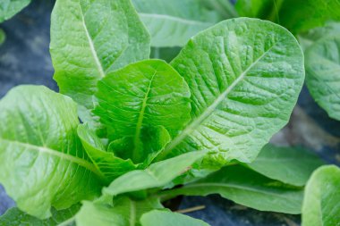 Oganic yeşil çünkü salata sağlıklı sebze