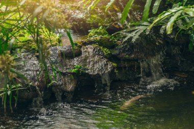 yağmur ormanlarında su ile küçük şelale bataklık yeşil bahçe doğa