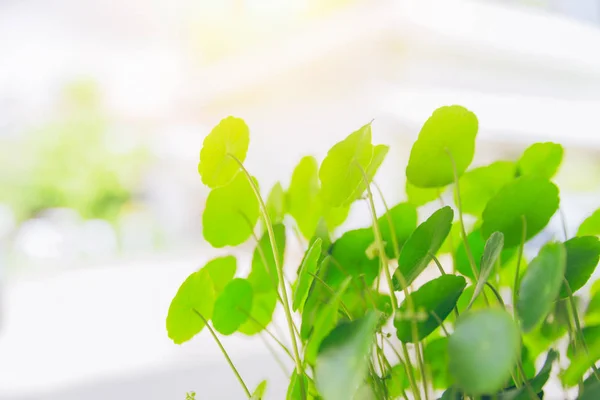 水 Pennywort 绿色植物明亮的自然新鲜的背景 — 图库照片