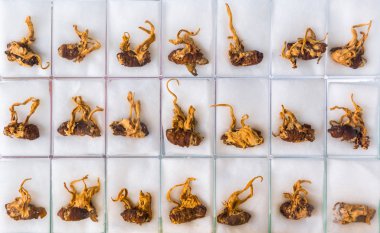 Tırtıl ya da sağlıklı Cordyceps sinensis bitki ipek solucan üzerinde