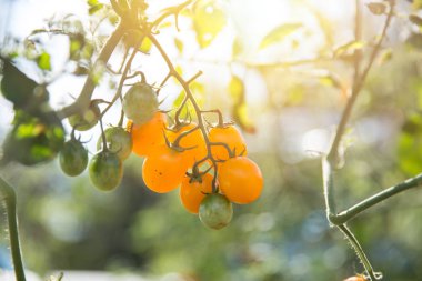 Olgun Kiraz domates veya küçük domates bitki ev Bahçe